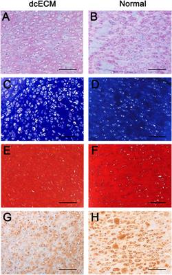 Ex Vivo and In Vivo Properties of an Injectable Hydrogel Derived From Acellular Ear Cartilage Extracellular Matrix